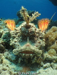 Two-stick stingfish by Yoav Lavi 